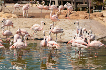 Flamingos  Valencia Provinz Valencia Spanien by Lara Ehlert in Valencia_Oceanografic