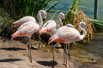 Flamingos  Valencia Provinz Valencia Spanien by Peter Ehlert in Valencia_Oceanografic