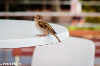 Spatz am Tisch  Valencia Provinz Valencia Spanien by Lara Ehlert in Valencia_Oceanografic