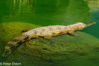 Panzerkrokodil (Mecistops cataphractus)  Valencia Provinz Valencia Spanien by Peter Ehlert in Valencia_Oceanografic