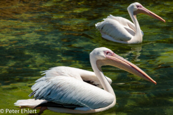 Rosapelikan (Pelecanus onocrotalus)  Valencia Provinz Valencia Spanien by Peter Ehlert in Valencia_Oceanografic