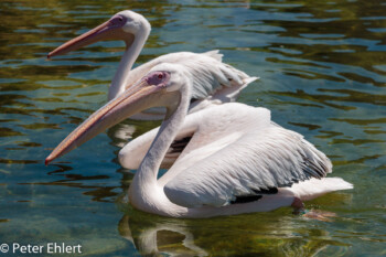 Rosapelikan (Pelecanus onocrotalus)  Valencia Provinz Valencia Spanien by Lara Ehlert in Valencia_Oceanografic