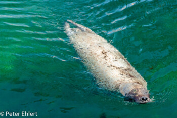 Seehund (Phoca vitulina)  Valencia Provinz Valencia Spanien by Peter Ehlert in Valencia_Oceanografic