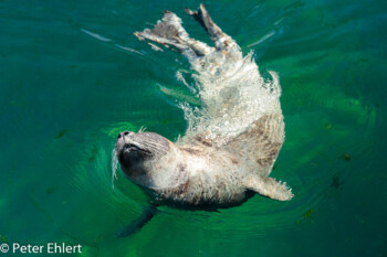 Seehund (Phoca vitulina)  Valencia Provinz Valencia Spanien by Peter Ehlert in Valencia_Oceanografic