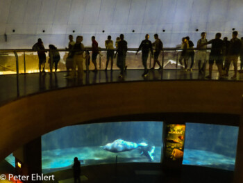 Walross  Valencia Provinz Valencia Spanien by Peter Ehlert in Valencia_Oceanografic