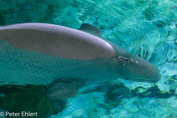 Beluga Wal  Valencia Provinz Valencia Spanien by Lara Ehlert in Valencia_Oceanografic