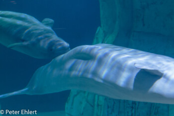 Beluga Wal  Valencia Provinz Valencia Spanien by Lara Ehlert in Valencia_Oceanografic