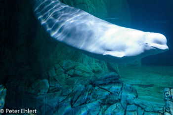 Beluga Wal  Valencia Provinz Valencia Spanien by Peter Ehlert in Valencia_Oceanografic