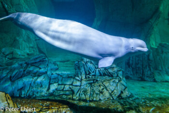 Beluga Wal  Valencia Provinz Valencia Spanien by Peter Ehlert in Valencia_Oceanografic