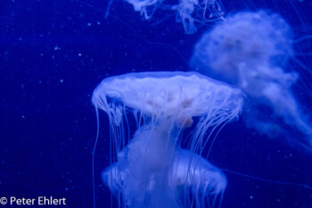 Qualle  Valencia Provinz Valencia Spanien by Peter Ehlert in Valencia_Oceanografic