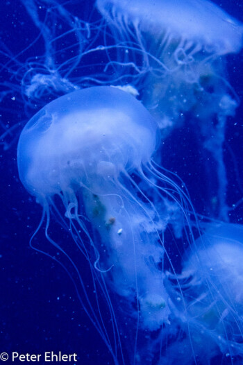 Qualle  Valencia Provinz Valencia Spanien by Peter Ehlert in Valencia_Oceanografic