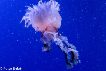 Qualle  Valencia Provinz Valencia Spanien by Peter Ehlert in Valencia_Oceanografic