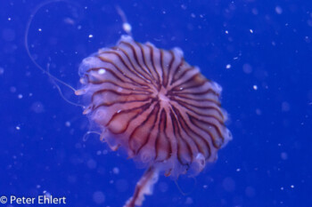 Kompassqualle (Chrysaora fuscescens)  Valencia Provinz Valencia Spanien by Lara Ehlert in Valencia_Oceanografic