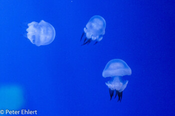 Lungenqualle (Rhizostoma pulmo)  Valencia Provinz Valencia Spanien by Lara Ehlert in Valencia_Oceanografic