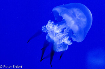 Lungenqualle (Rhizostoma pulmo)  Valencia Provinz Valencia Spanien by Peter Ehlert in Valencia_Oceanografic