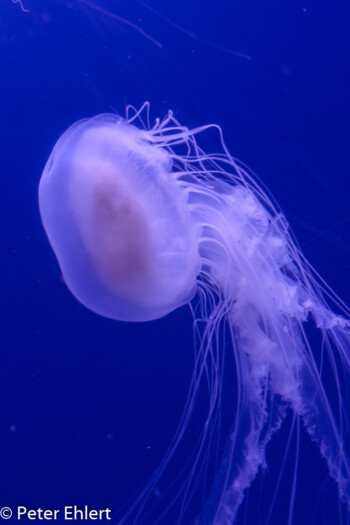 Qualle  Valencia Provinz Valencia Spanien by Lara Ehlert in Valencia_Oceanografic