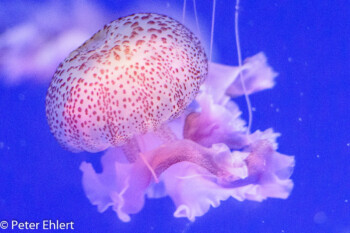 Leuchtqualle (Pelagia noctiluca)  Valencia Provinz Valencia Spanien by Lara Ehlert in Valencia_Oceanografic