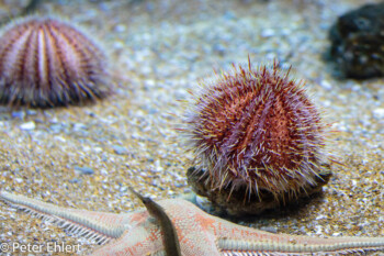 Seeigel  Valencia Provinz Valencia Spanien by Lara Ehlert in Valencia_Oceanografic