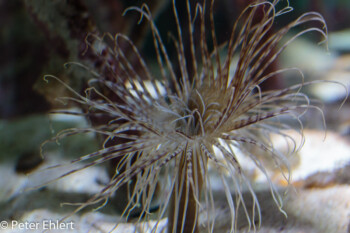 Seeanemone (Actiniaria)  Valencia Provinz Valencia Spanien by Lara Ehlert in Valencia_Oceanografic