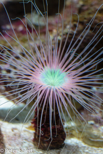 Seeanemone (Actiniaria)  Valencia Provinz Valencia Spanien by Lara Ehlert in Valencia_Oceanografic