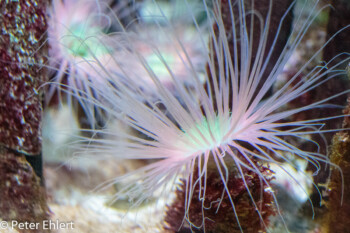 Seeanemone (Actiniaria)  Valencia Provinz Valencia Spanien by Lara Ehlert in Valencia_Oceanografic