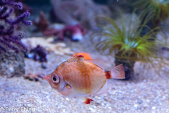 Fisch  Valencia Provinz Valencia Spanien by Lara Ehlert in Valencia_Oceanografic