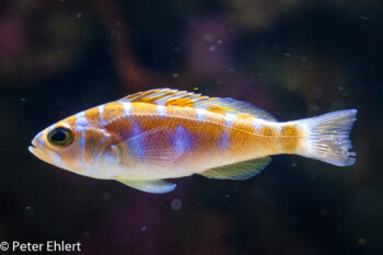 Fisch  Valencia Provinz Valencia Spanien by Lara Ehlert in Valencia_Oceanografic