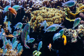 Fische  Valencia Provinz Valencia Spanien by Lara Ehlert in Valencia_Oceanografic