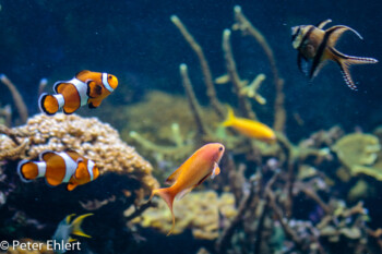 Clownfische  Valencia Provinz Valencia Spanien by Lara Ehlert in Valencia_Oceanografic