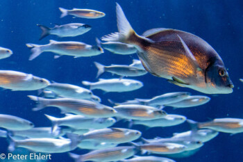 Goldstrieme (Sarpa salpa)  Valencia Provinz Valencia Spanien by Lara Ehlert in Valencia_Oceanografic