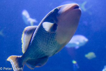 Fisch  Valencia Provinz Valencia Spanien by Lara Ehlert in Valencia_Oceanografic