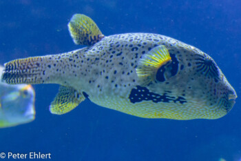 Fisch  Valencia Provinz Valencia Spanien by Lara Ehlert in Valencia_Oceanografic