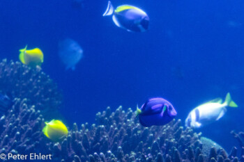 Fische  Valencia Provinz Valencia Spanien by Lara Ehlert in Valencia_Oceanografic