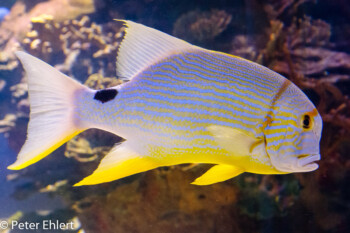 Fisch  Valencia Provinz Valencia Spanien by Peter Ehlert in Valencia_Oceanografic