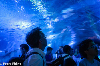 Tunnel  Valencia Provinz Valencia Spanien by Lara Ehlert in Valencia_Oceanografic