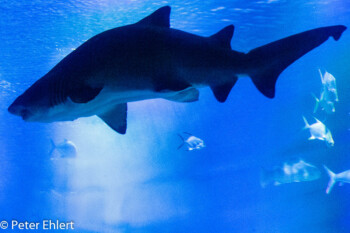 Hai  Valencia Provinz Valencia Spanien by Peter Ehlert in Valencia_Oceanografic