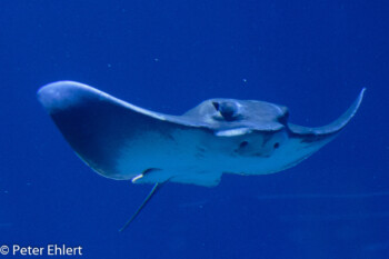 Rochen  Valencia Provinz Valencia Spanien by Lara Ehlert in Valencia_Oceanografic