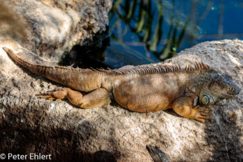 Iguana verde  Valencia Provinz Valencia Spanien by Peter Ehlert in Valencia_Oceanografic