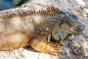 Iguana verde  Valencia Provinz Valencia Spanien by Peter Ehlert in Valencia_Oceanografic