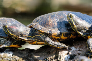 Rotwangen-Schmuckschildkröte (Trachemys scripta elegans)  Valencia Provinz Valencia Spanien by Peter Ehlert in Valencia_Oceanografic