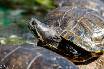 Rotwangen-Schmuckschildkröte (Trachemys scripta elegans)  Valencia Provinz Valencia Spanien by Peter Ehlert in Valencia_Oceanografic