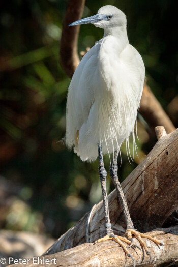 Seidenreiher (Egretta garzetta)  Valencia Provinz Valencia Spanien by Peter Ehlert in Valencia_Oceanografic