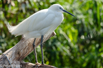 Seidenreiher (Egretta garzetta)  Valencia Provinz Valencia Spanien by Peter Ehlert in Valencia_Oceanografic