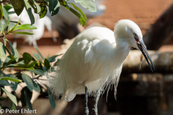 Seidenreiher (Egretta garzetta) mit Futter  Valencia Provinz Valencia Spanien by Peter Ehlert in Valencia_Oceanografic