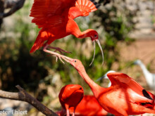 Scharlachsichler (Eudocimus ruber)  Valencia Provinz Valencia Spanien by Peter Ehlert in Valencia_Oceanografic