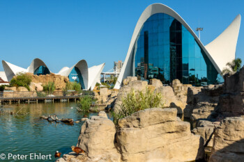 See mit Eingangsgebäude  Valencia Provinz Valencia Spanien by Peter Ehlert in Valencia_Oceanografic