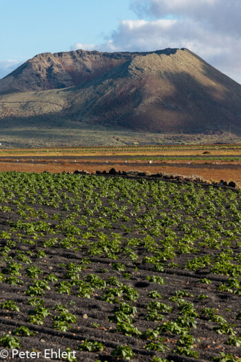Ackerbau vor Vulkan  Haría Canarias Spanien by Peter Ehlert in LanzaroteInsel