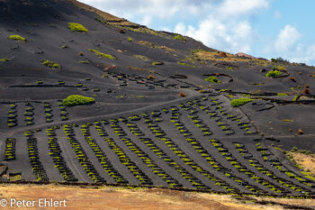 Weinanbau in Zockos  Tías Canarias Spanien by Peter Ehlert in LanzaroteInsel