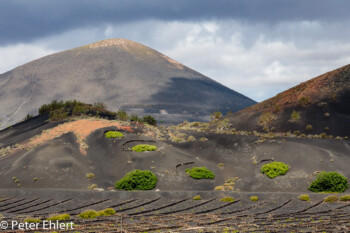 Weinanbau in Zockos  Tías Canarias Spanien by Peter Ehlert in LanzaroteInsel