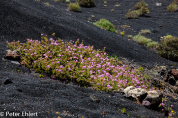 Vegetation auf schwarz  Tías Canarias Spanien by Peter Ehlert in LanzaroteInsel